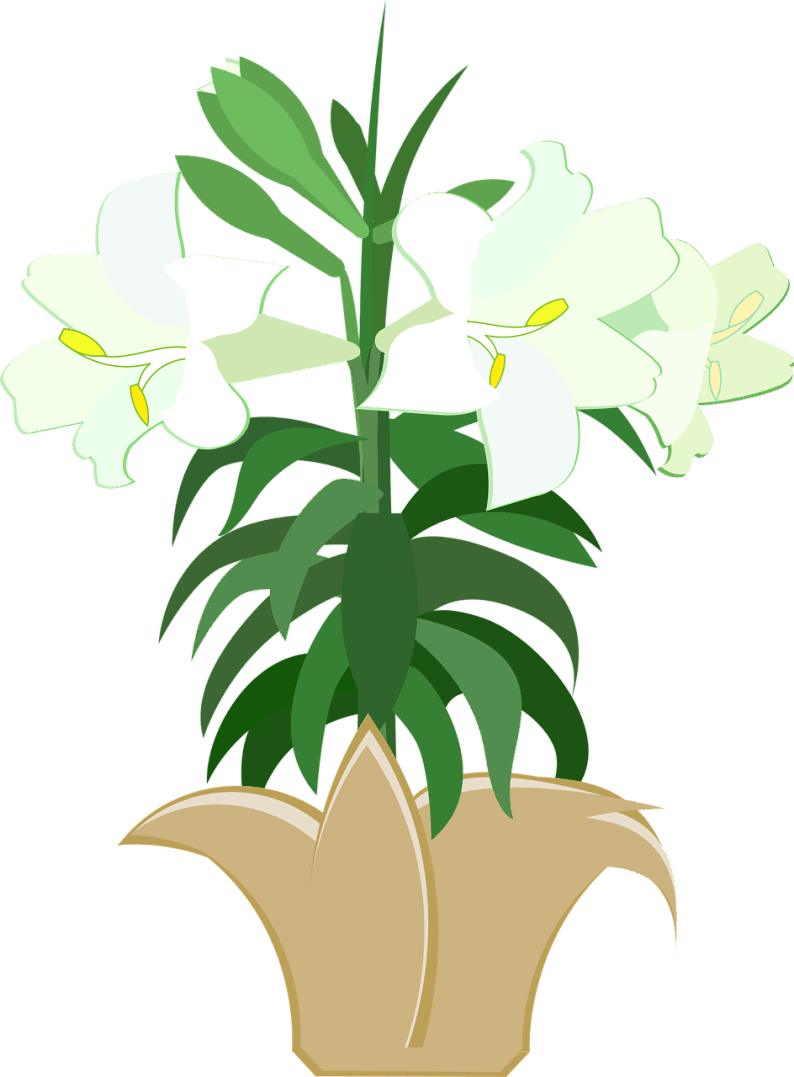 easter lily